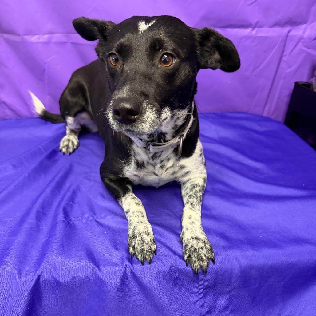 Harlequin, Adoptable, Adult Female Australian Cattle Dog / Blue Heeler & Mixed Breed.