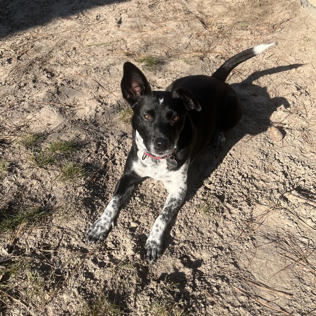 Enlarge Harlequin, a Adoptable mixed breed in North Myrtle Beach, SC image 3/3