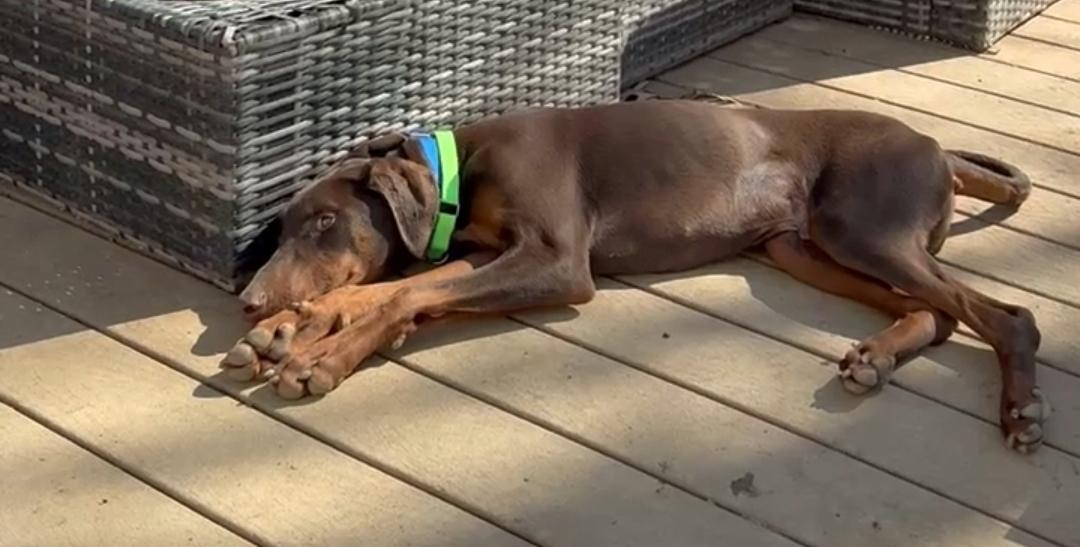 Enlarge Sebastian, a ADOPTABLE Doberman Pinscher in Silver Spring, MD image 3/3