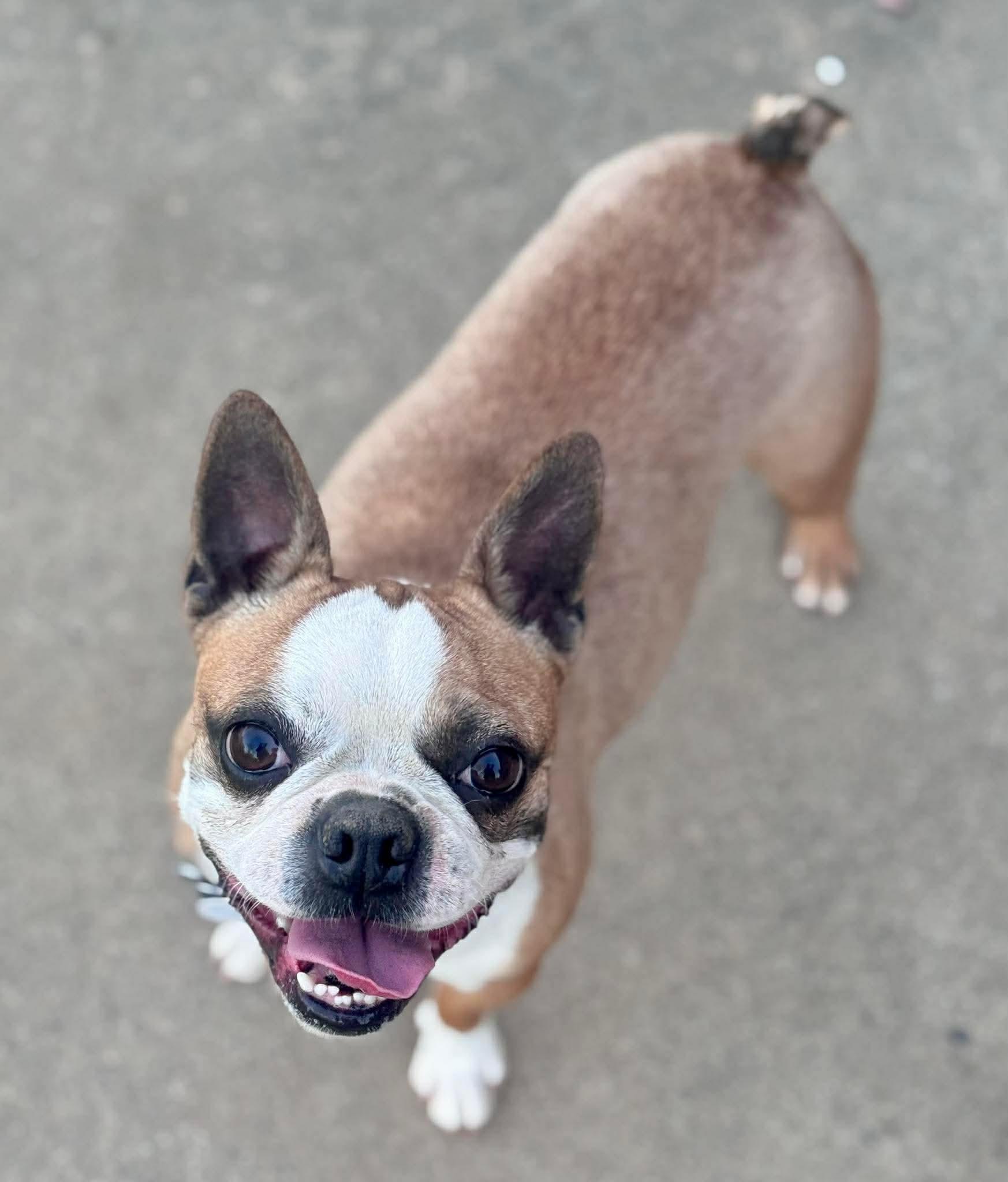 Biscuit, Adoptable, Adult Female Boston Terrier.