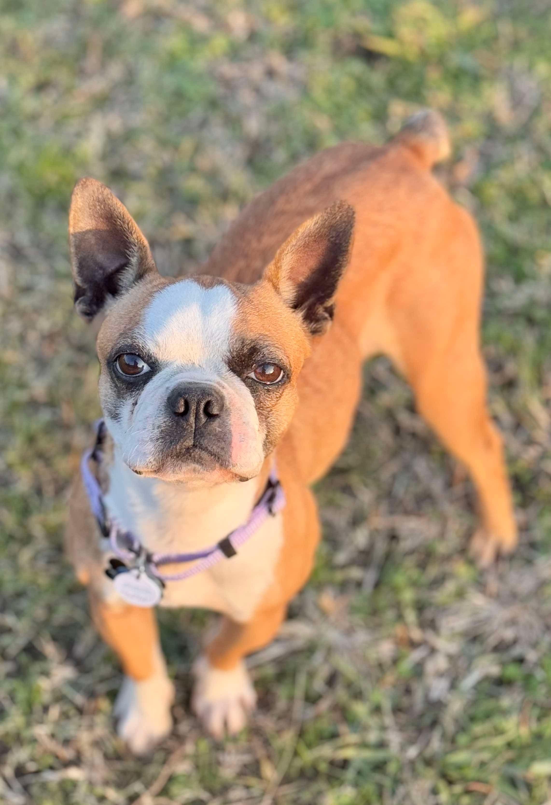 Biscuit, Adoptable, Adult Female Boston Terrier.