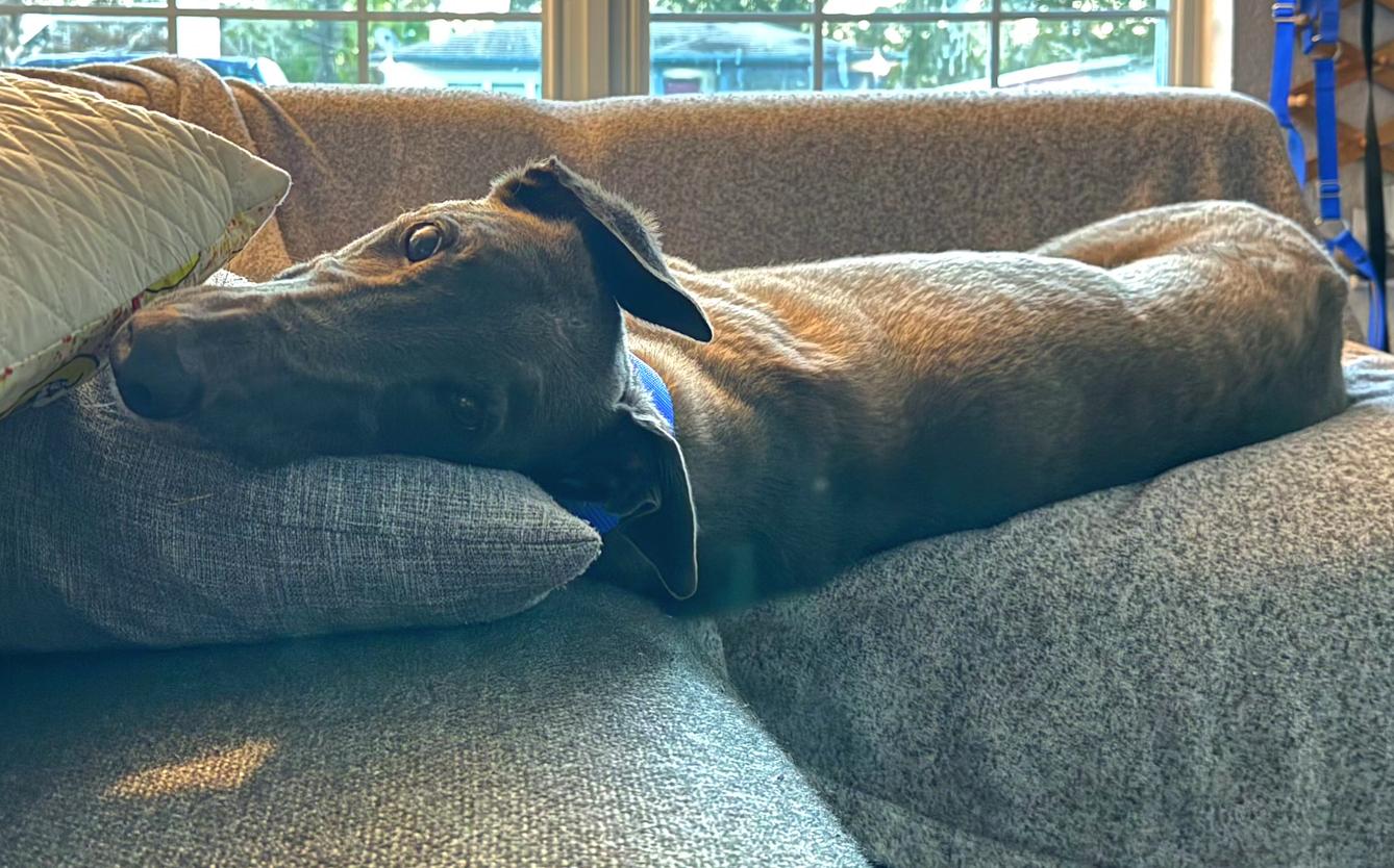 Enlarge Sals Blue Boy (Sal), a Adoptable Greyhound in Tarpon Springs, FL image 2/6