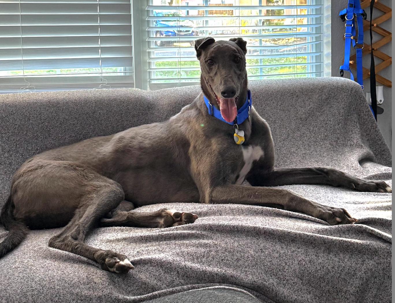 Sals Blue Boy thumbnail 5