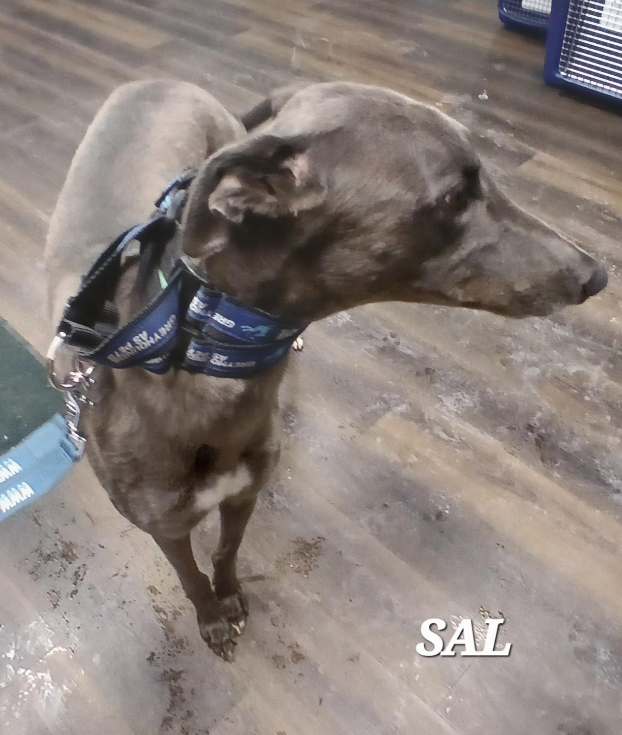 Sals Blue Boy thumbnail 6