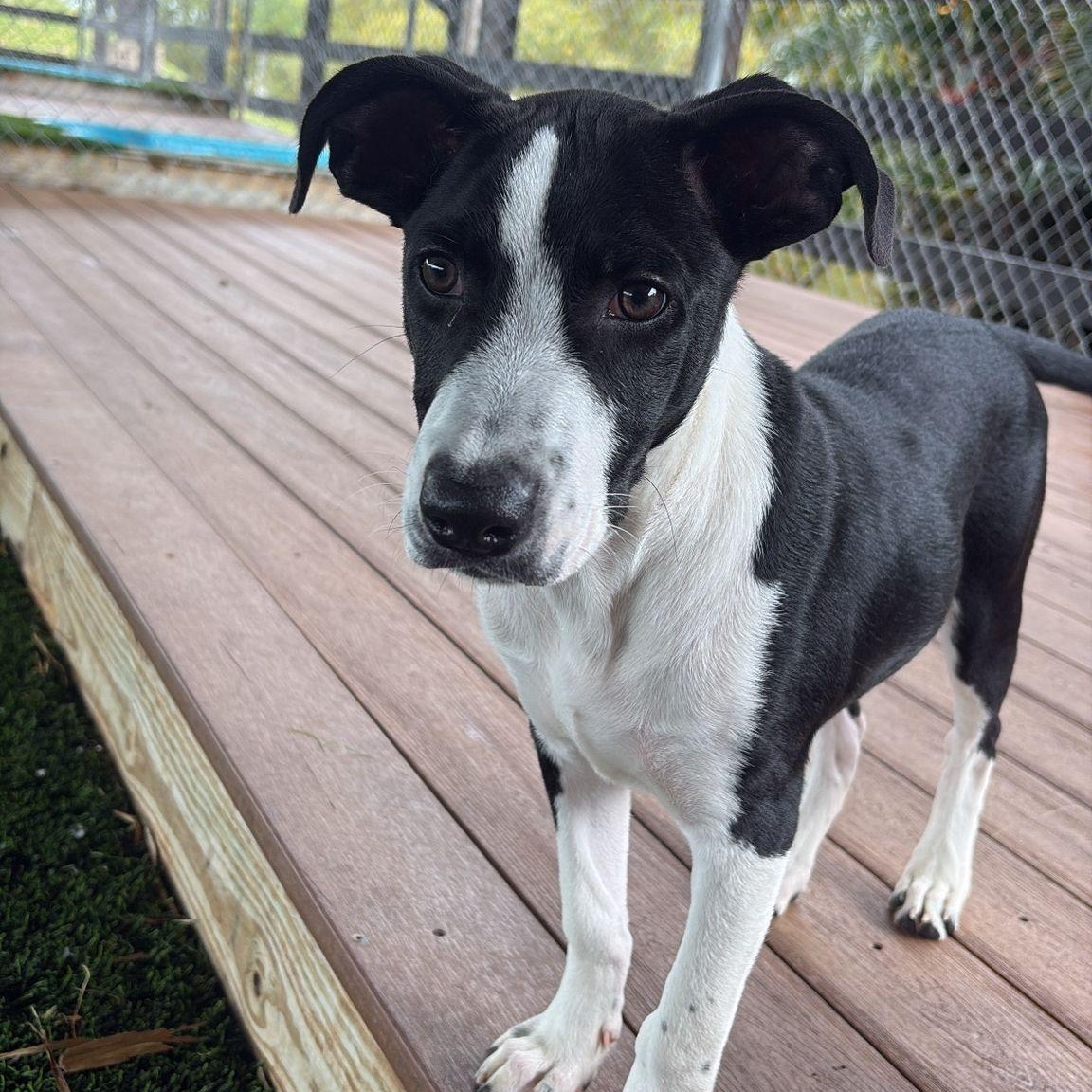 Rudolph, a Adoptable mixed breed in Sherborn , MA image 1/5