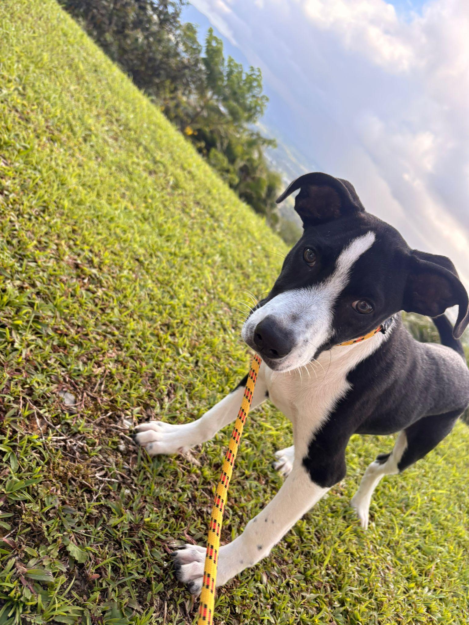 Rudolph, a Adoptable mixed breed in Sherborn , MA image 4/5