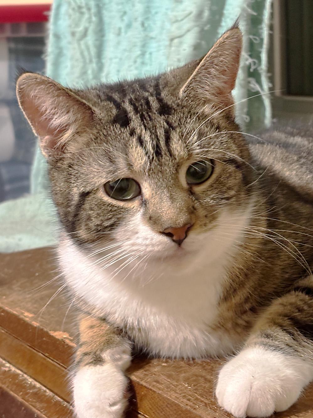 Enlarge Fustal, an adopted Domestic Short Hair in Fair Haven, VT image 2/6