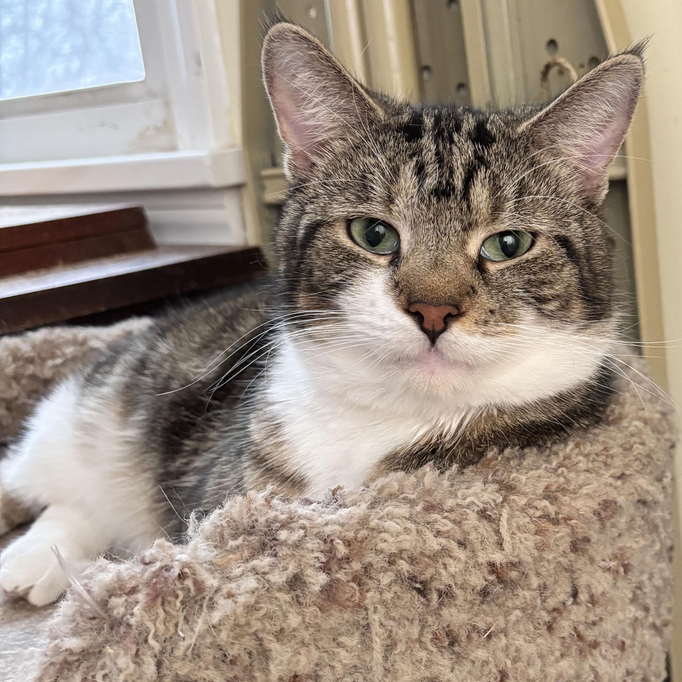 Fustal, adopted, Adult Male Domestic Short Hair.