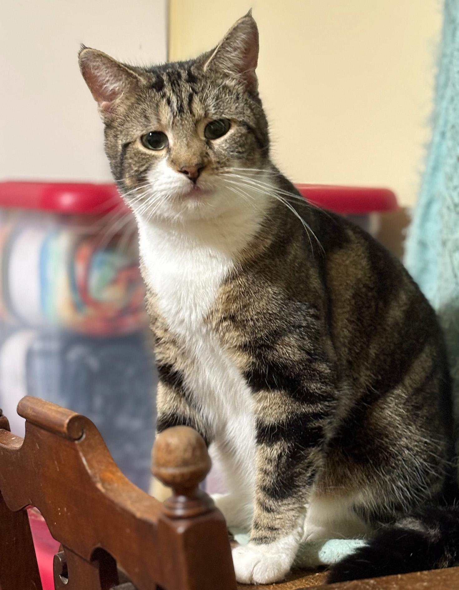Enlarge Fustal, an adopted Domestic Short Hair in Fair Haven, VT image 3/6