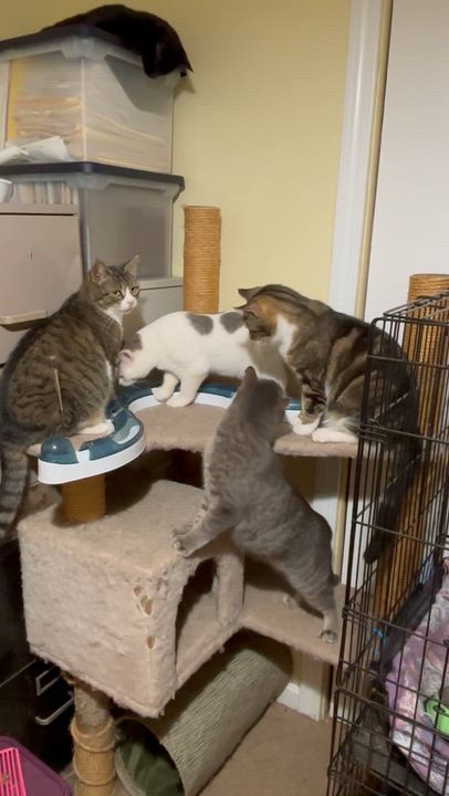 Enlarge Fustal, an adopted Domestic Short Hair in Fair Haven, VT video 6/6