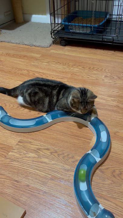 Enlarge Fustal, an adopted Domestic Short Hair in Fair Haven, VT video 5/6