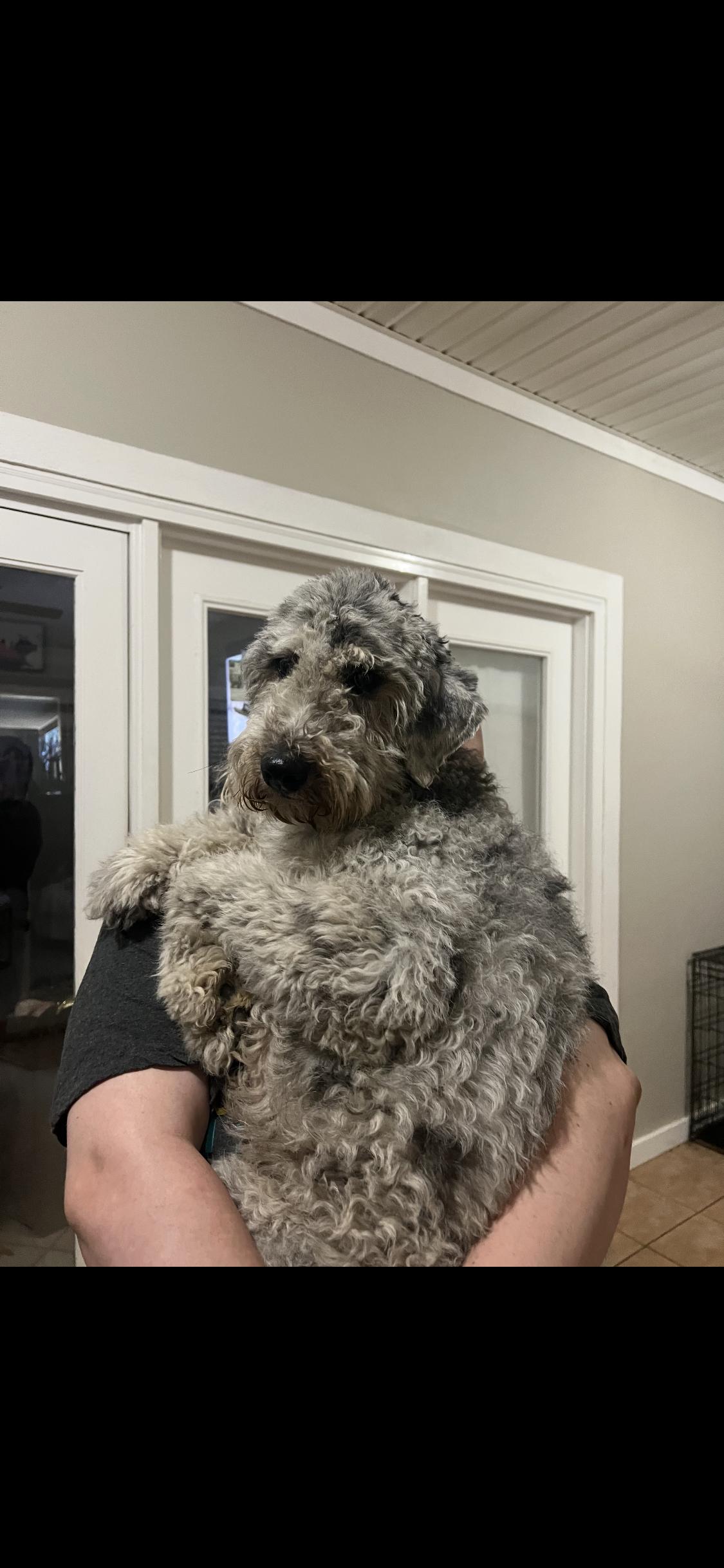 Quincy, Aussiedoodle