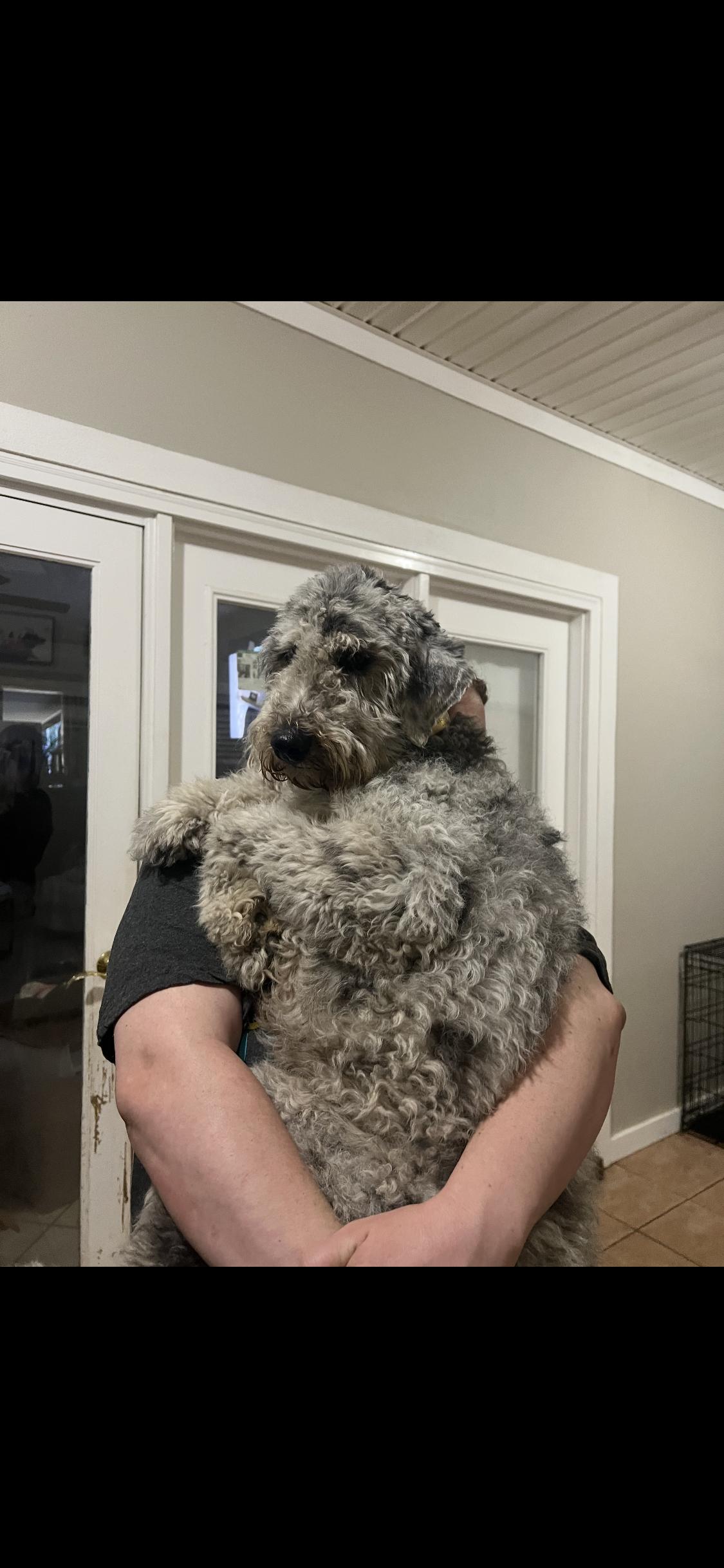 Quincy, Aussiedoodle