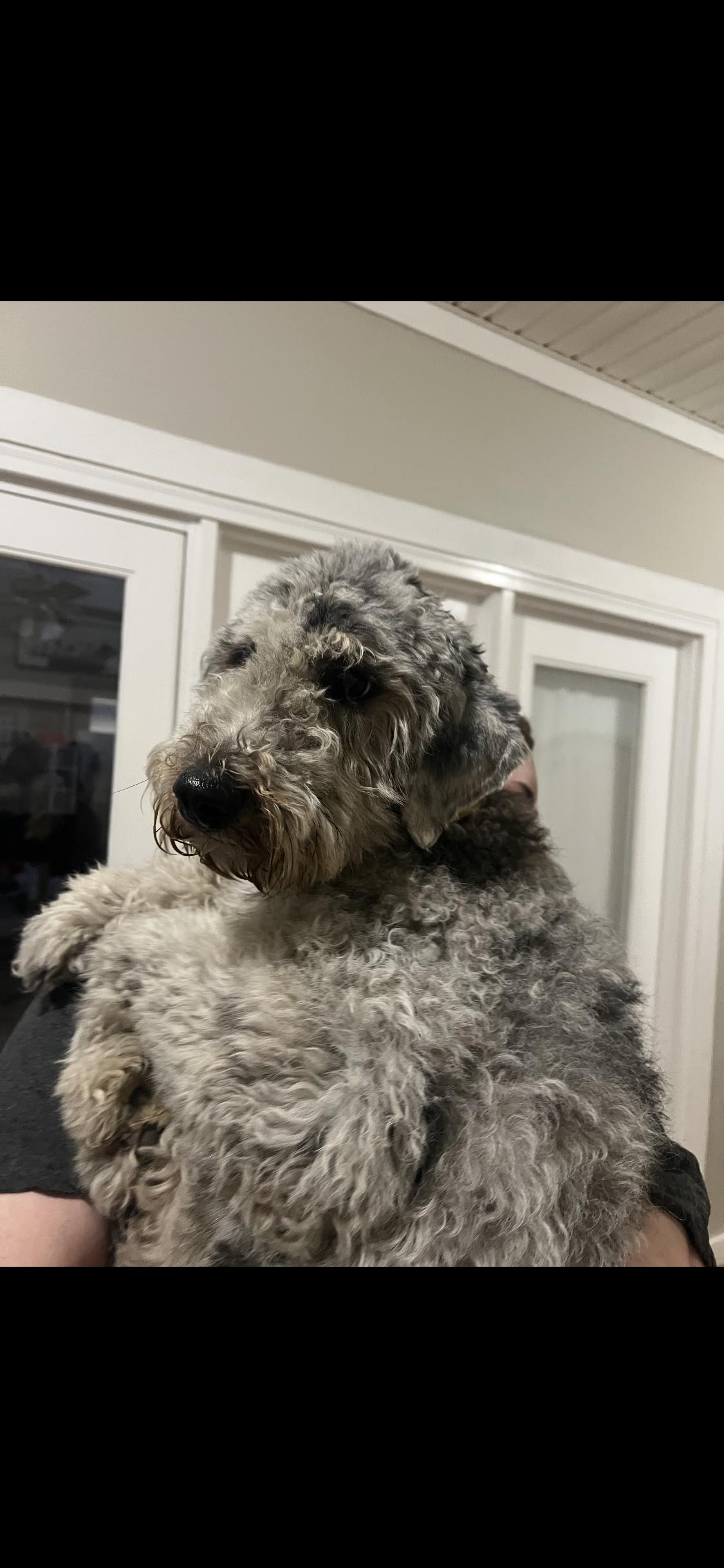 Quincy, Aussiedoodle