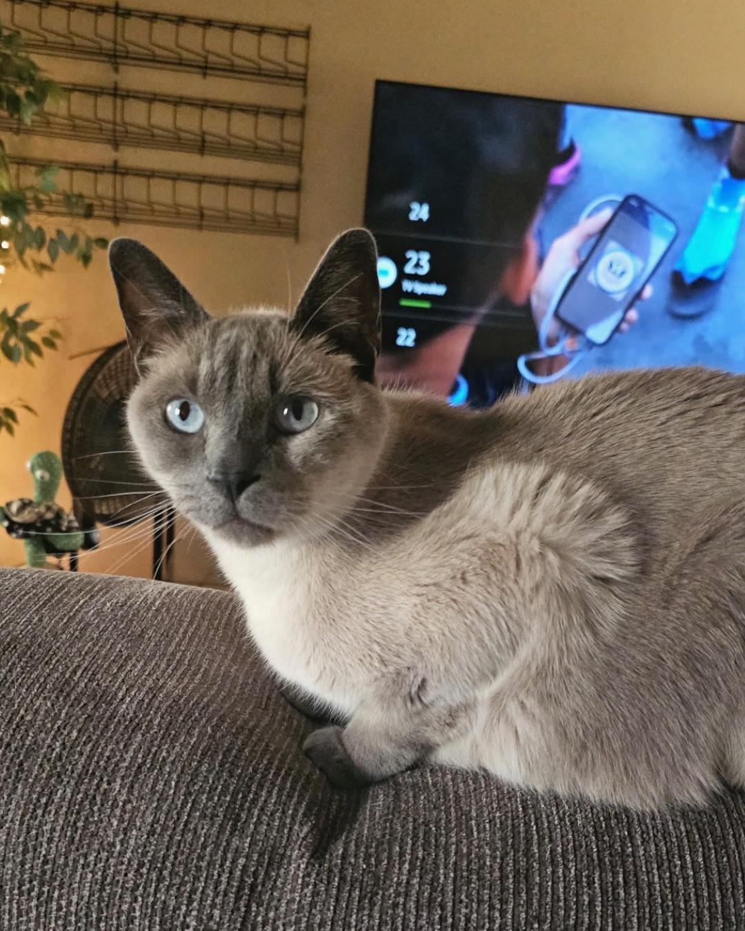 Toona (I'm a mellow kitty!), a Adoptable Siamese in Thousand Oaks, CA image 2/4