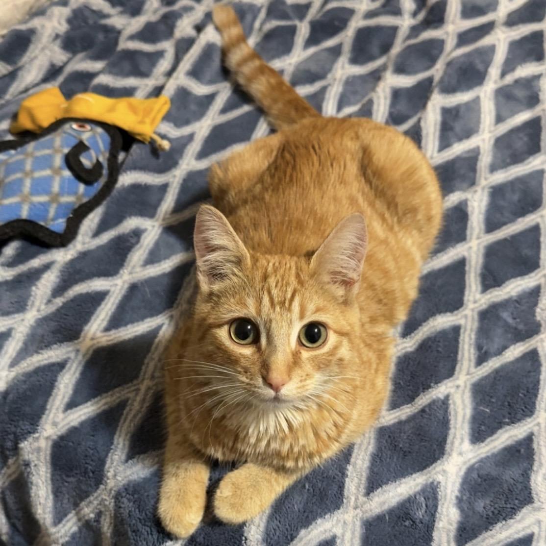 Squirt, Adoptable, Young Male Domestic Short Hair.