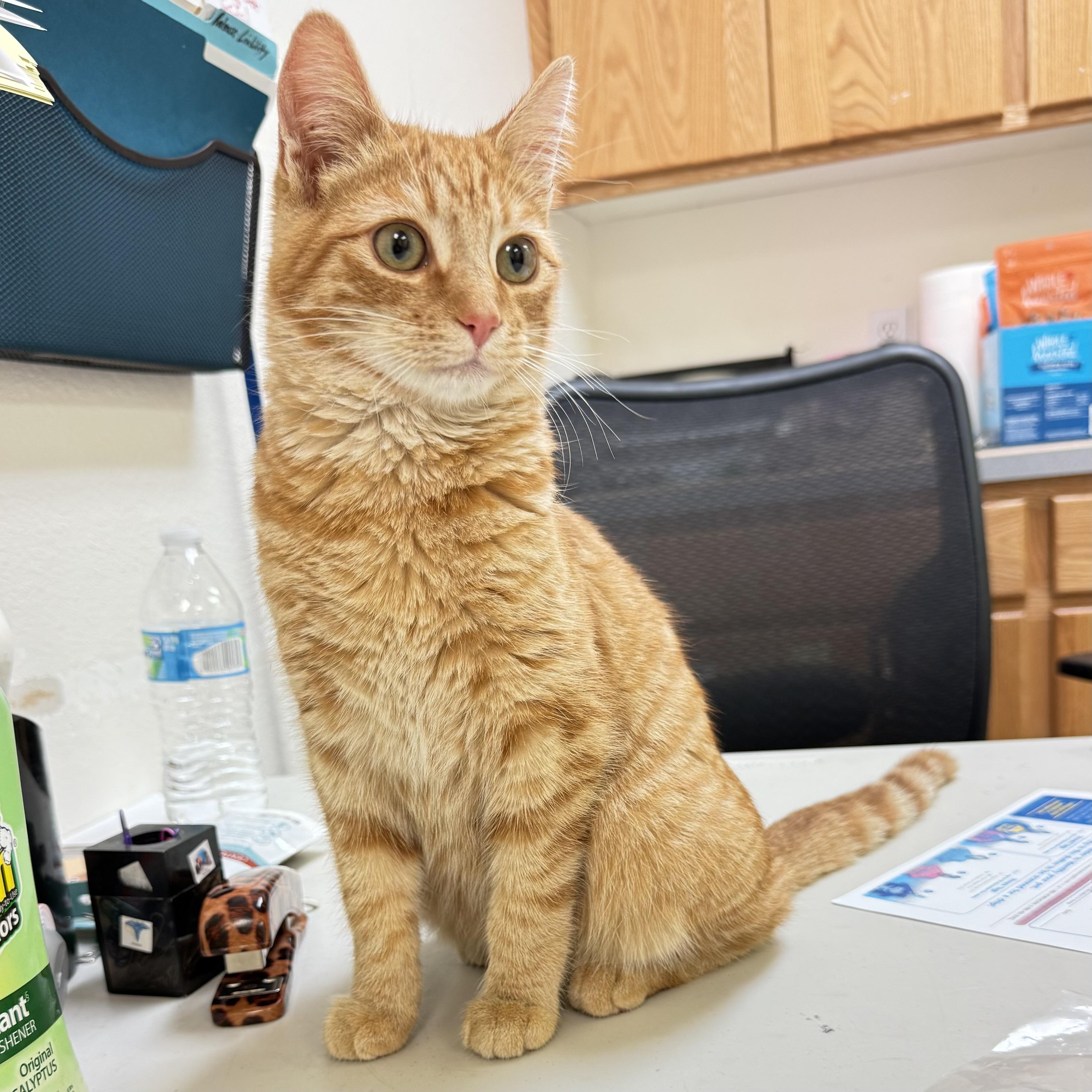 Squirt, Adoptable, Kitten Male Domestic Short Hair.