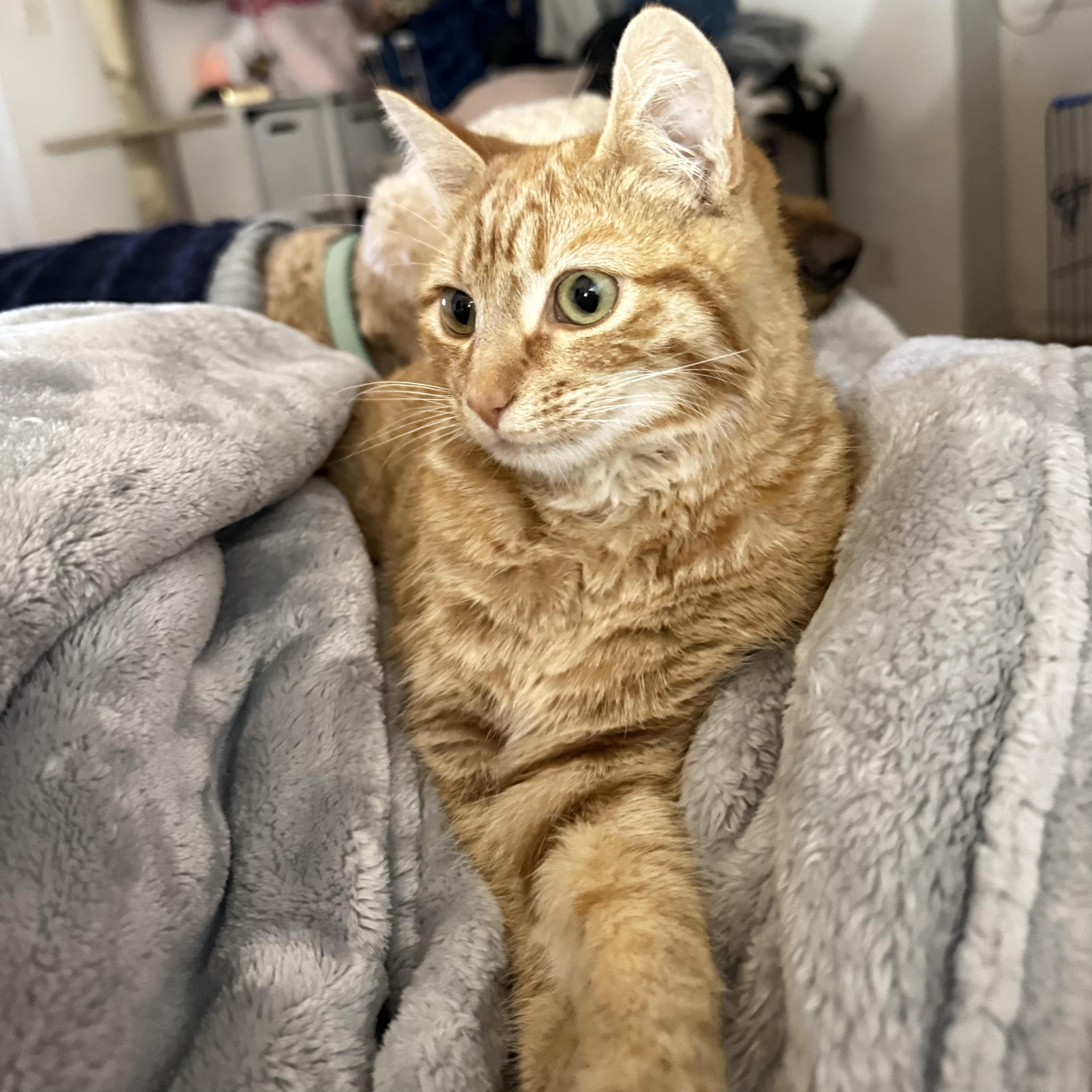 Squirt, a Adoptable mixed breed in Pocatello, ID image 3/3