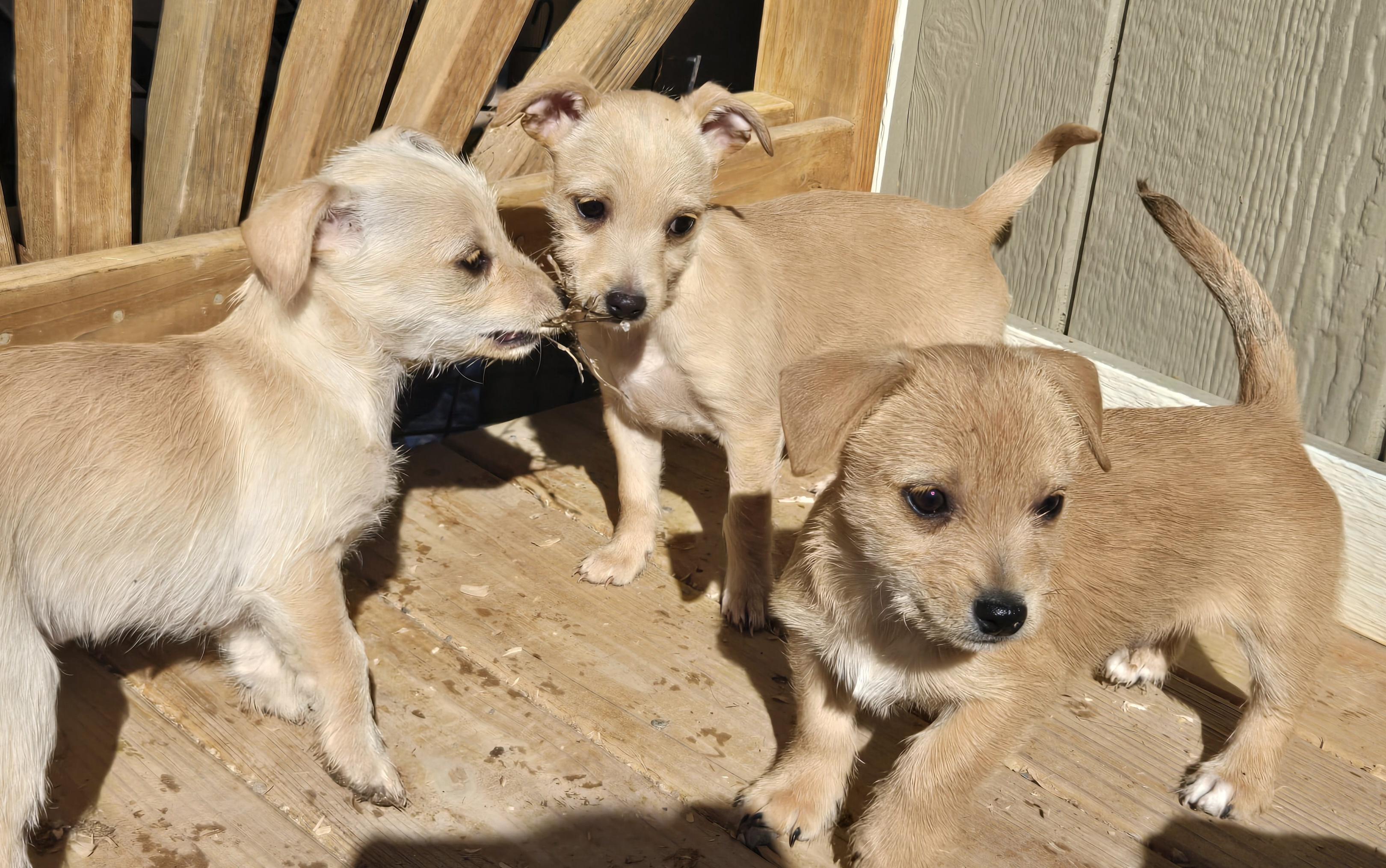 **BINGO, a ADOPTABLE mixed breed in Peralta, NM image 6/6