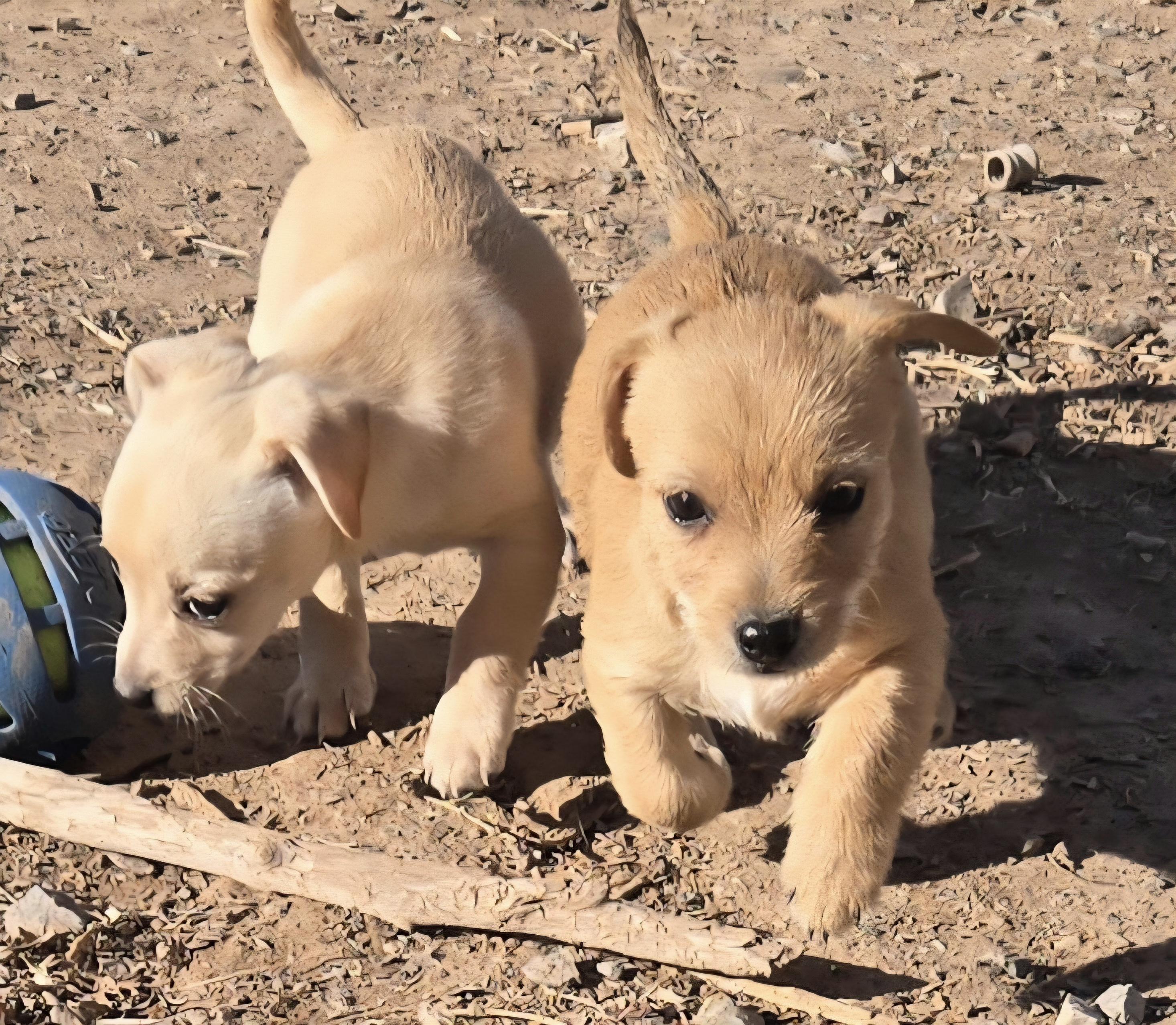 **BINGO, a ADOPTABLE mixed breed in Peralta, NM image 2/6