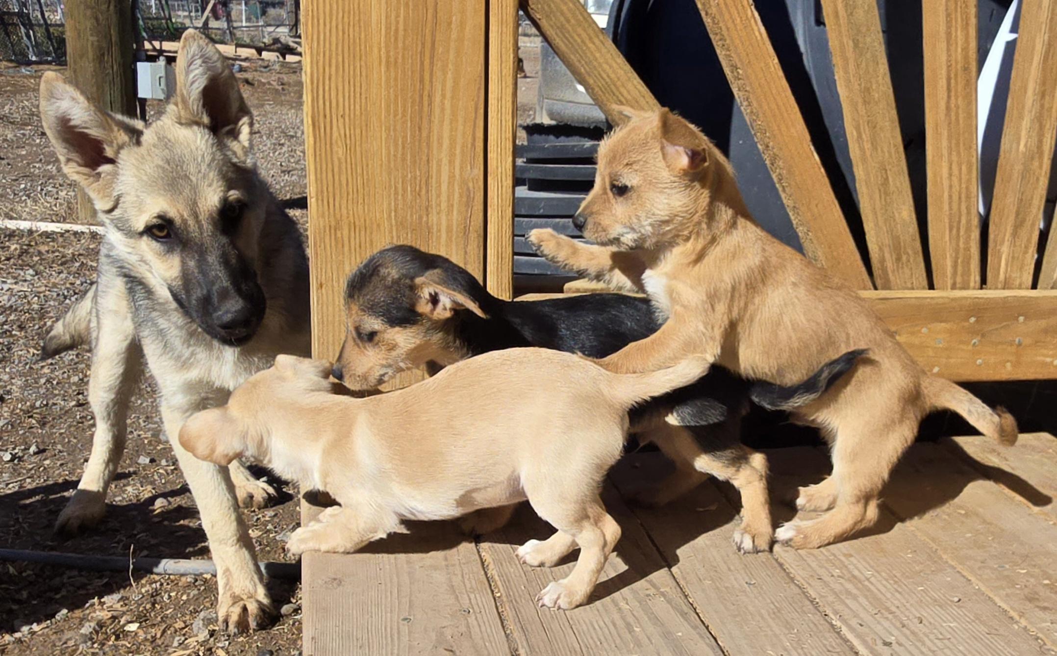 **BINGO, a ADOPTABLE mixed breed in Peralta, NM image 3/6