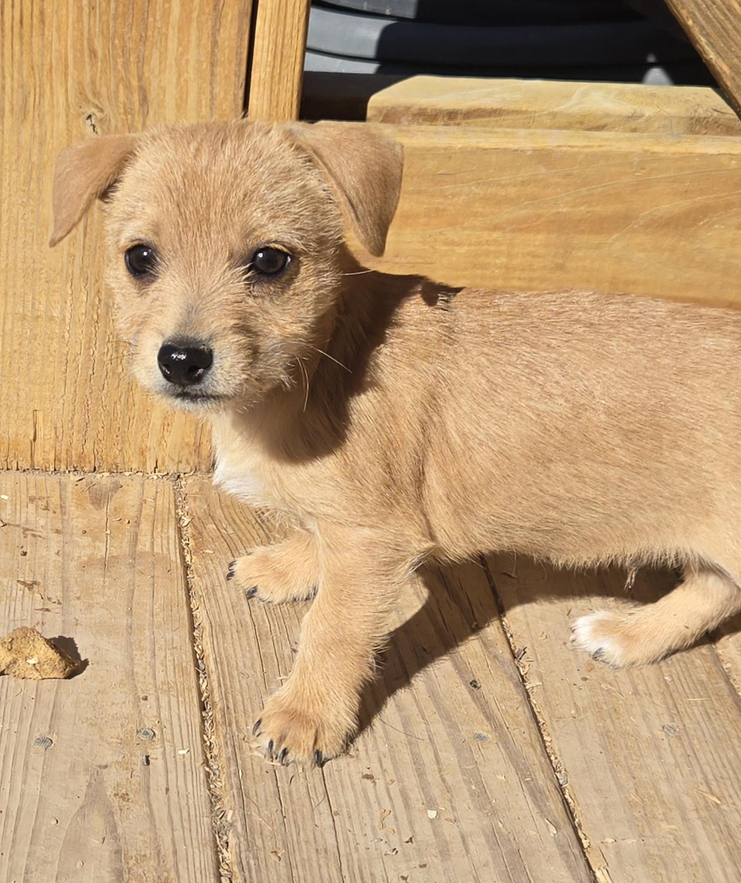 **BINGO, a ADOPTABLE mixed breed in Peralta, NM image 1/6