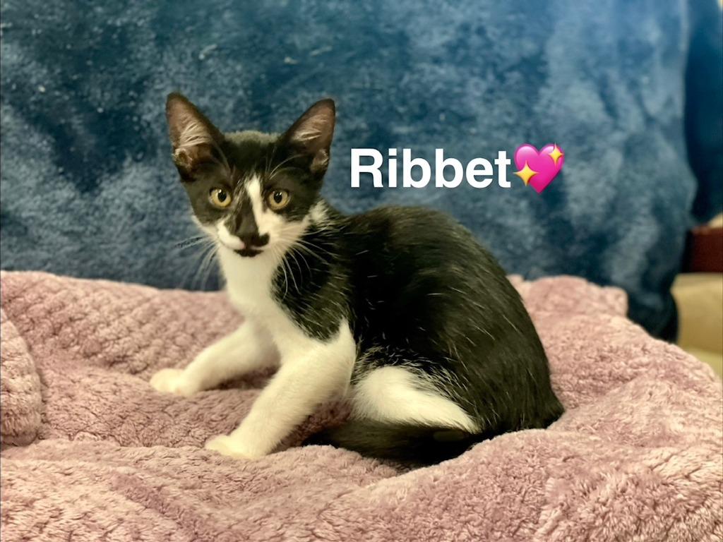 Ribbet, Adoptable, Kitten Female Domestic Short Hair.