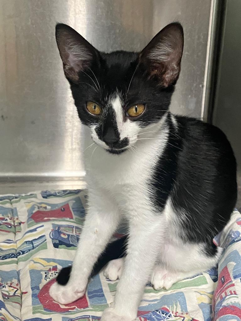Enlarge Ribbet, a Adoptable mixed breed in Lunenburg, MA image 2/2