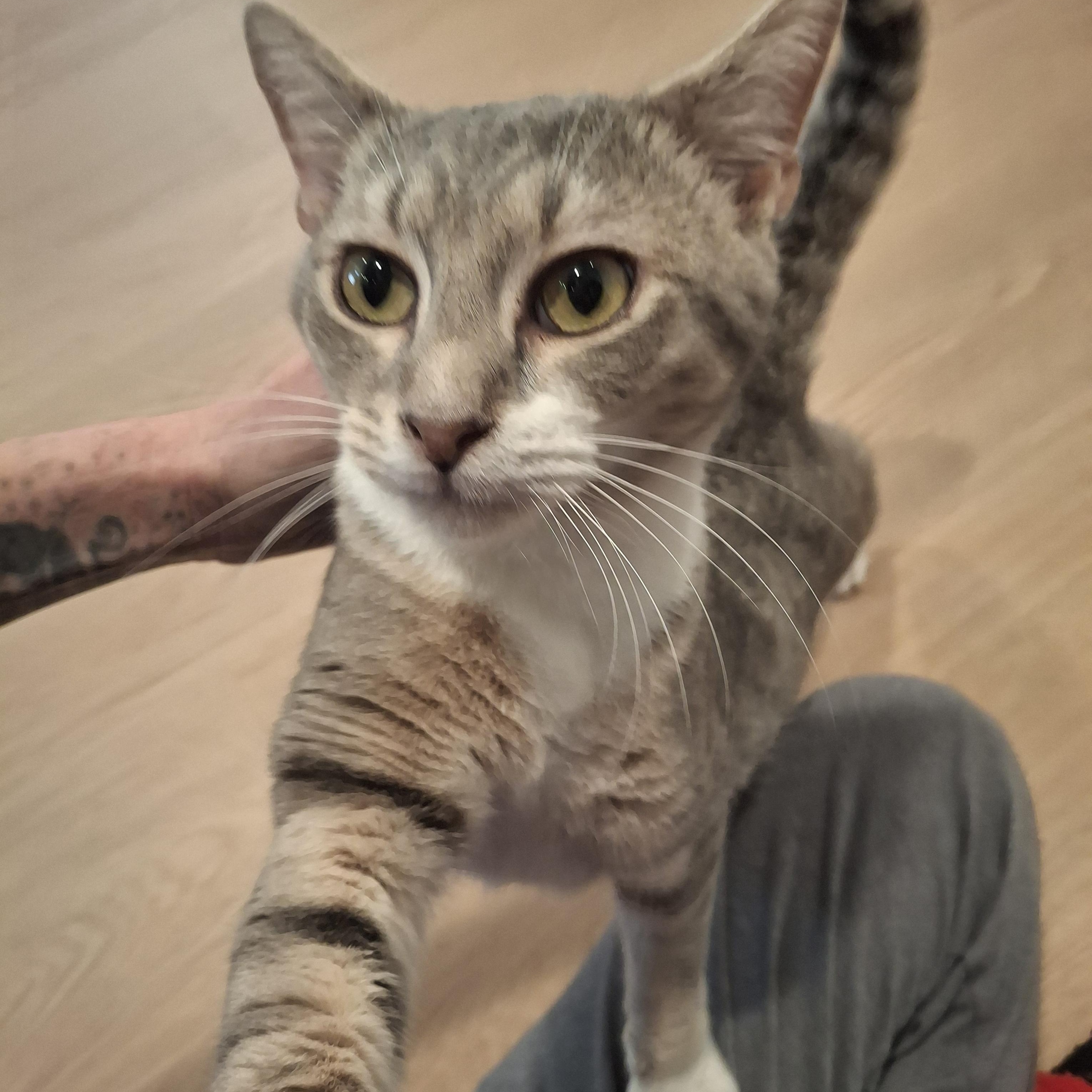 Enlarge Tostito, an adopted Tabby in Lawrenceville, GA image 1/2