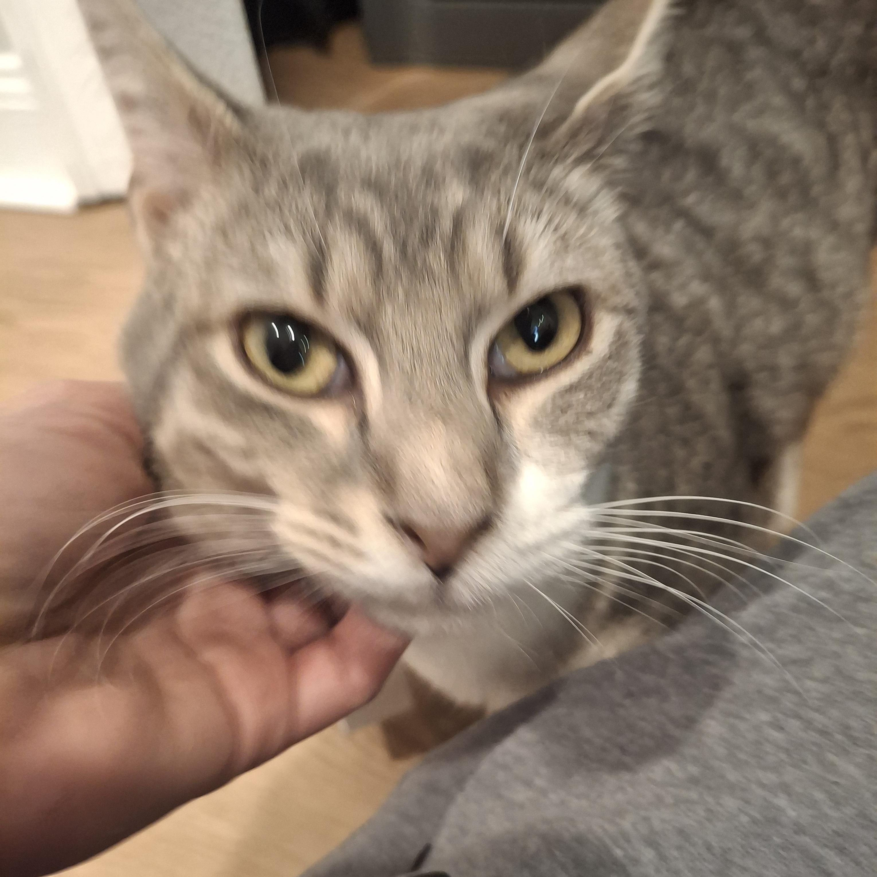 Enlarge Tostito, an adopted Tabby in Lawrenceville, GA image 2/2