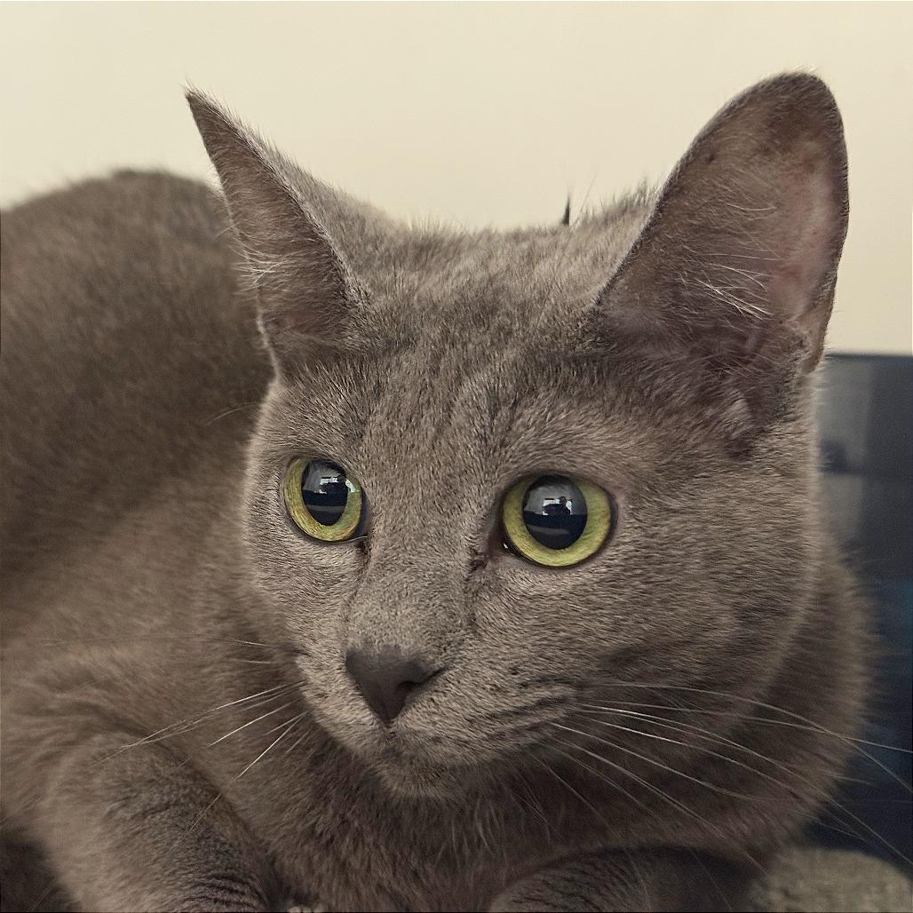 Enlarge Waffles, a Adoptable Domestic Short Hair in Bentonville, AR image 1/1