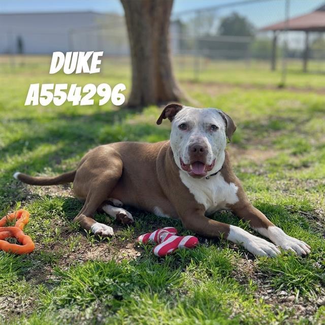 Enlarge DUKE, a Adoptable Mixed Breed in Huntsville, AL image 1/1