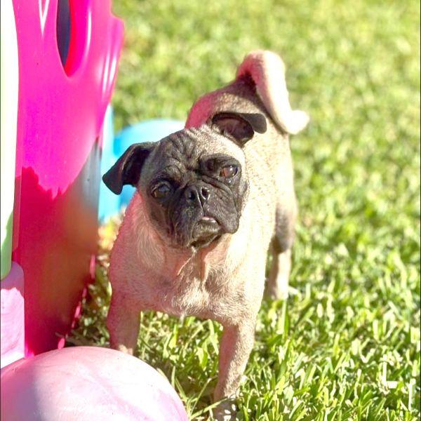 Enlarge Mavis, an adopted Pug in Alvin, TX image 1/1
