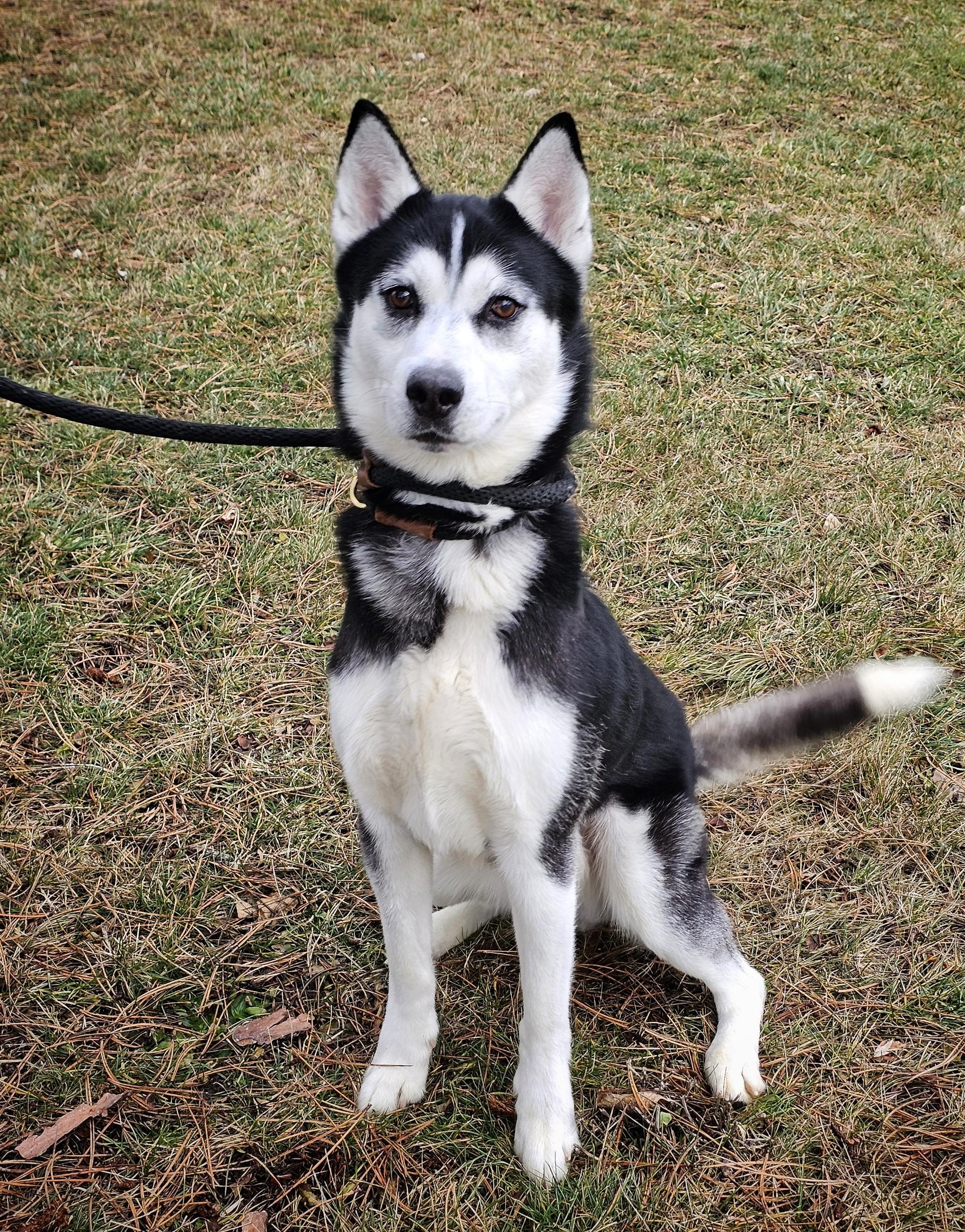 Jeffrey, a ADOPTABLE Husky in Bay City, MI image 1/2