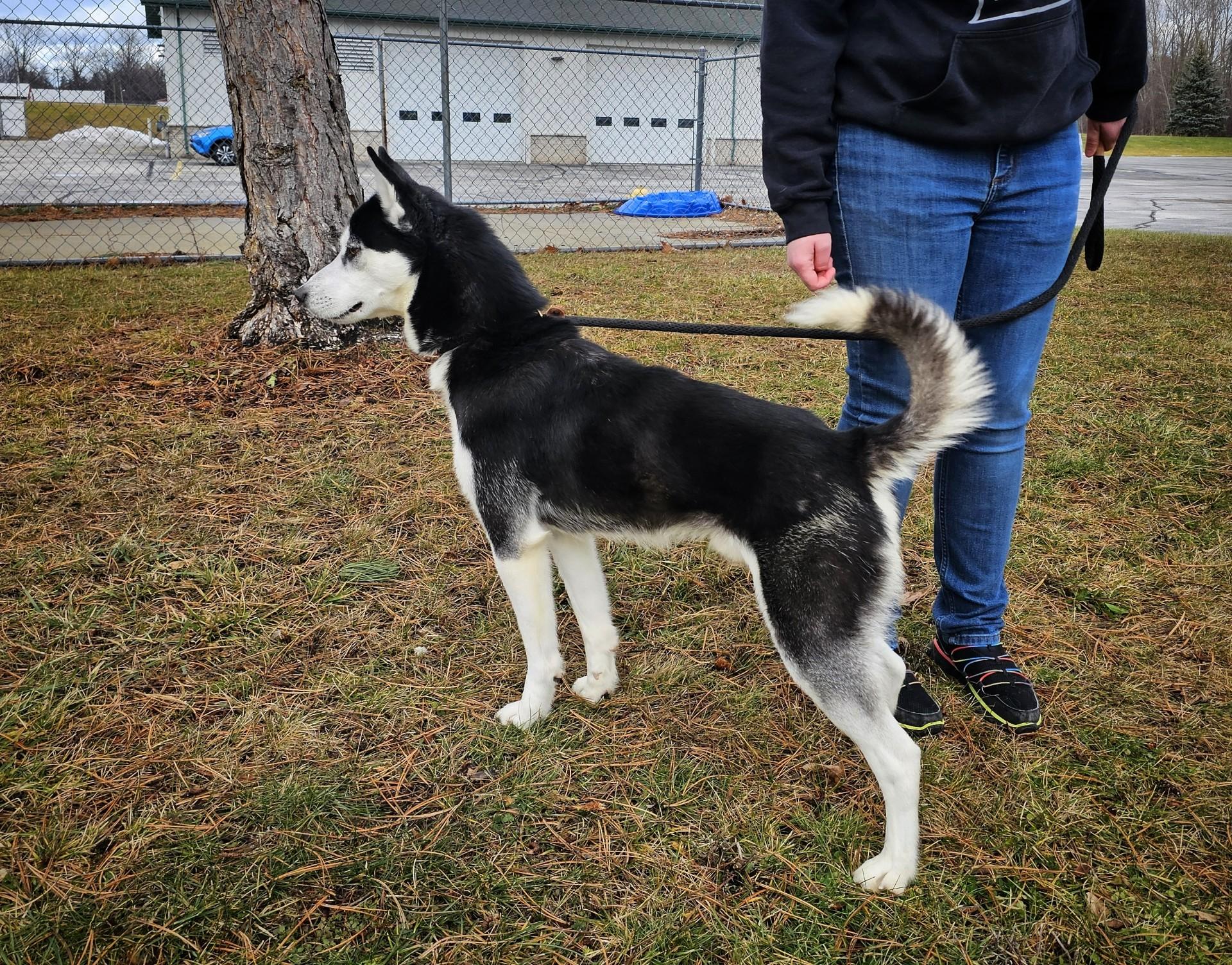Jeffrey, a ADOPTABLE Husky in Bay City, MI image 2/2
