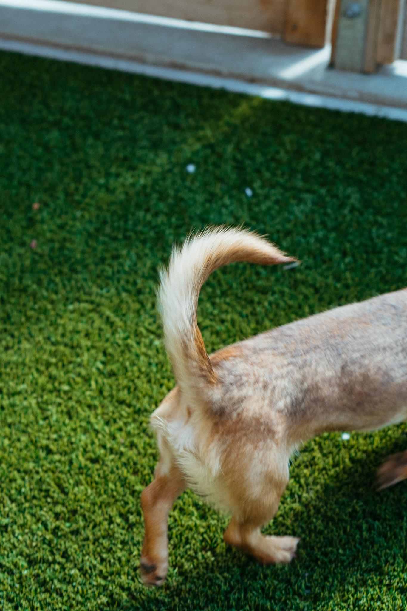 Pistachio, an adoptable Chihuahua in Jackson, WY, 83002 | Photo Image 4