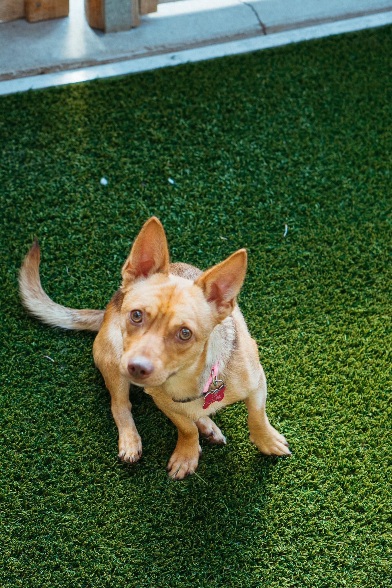 Pistachio, an adoptable Chihuahua in Jackson, WY, 83002 | Photo Image 5