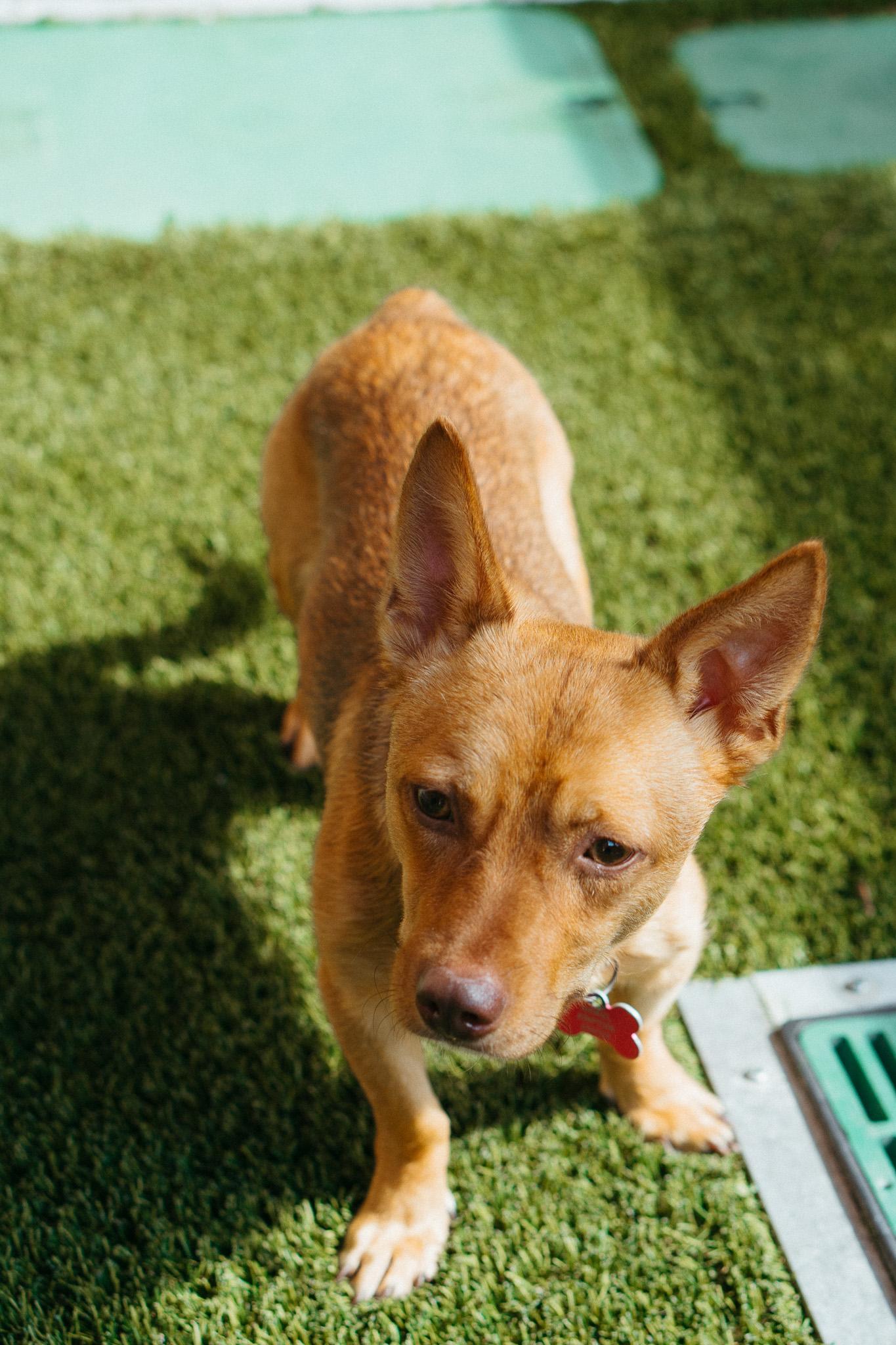 Pistachio, an adoptable Chihuahua in Jackson, WY, 83002 | Photo Image 3