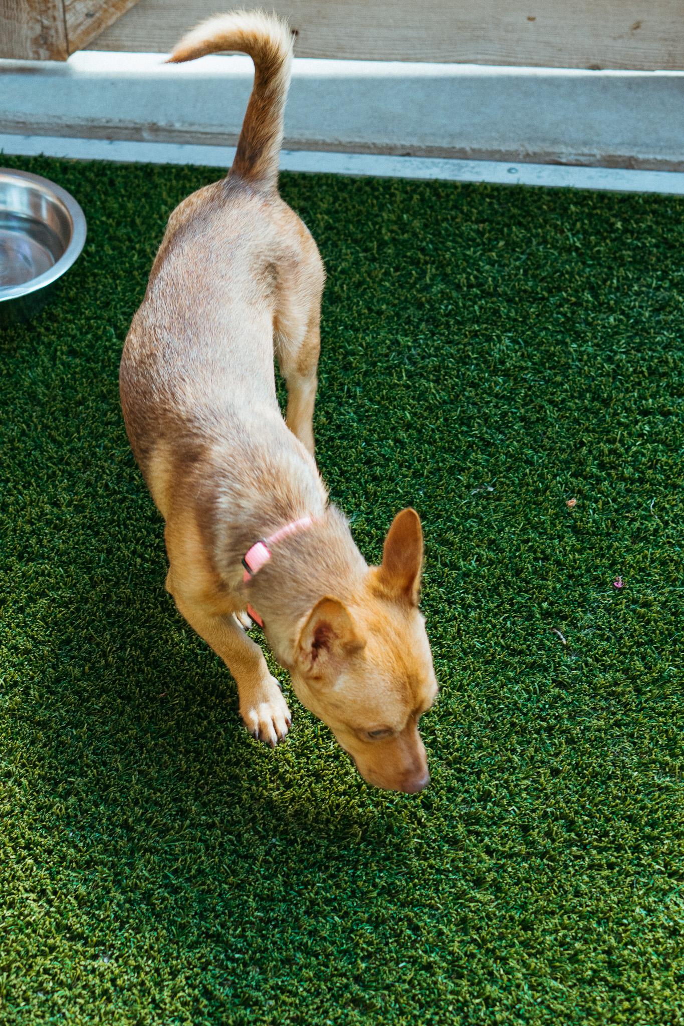 Pistachio, an adoptable Chihuahua in Jackson, WY, 83002 | Photo Image 6