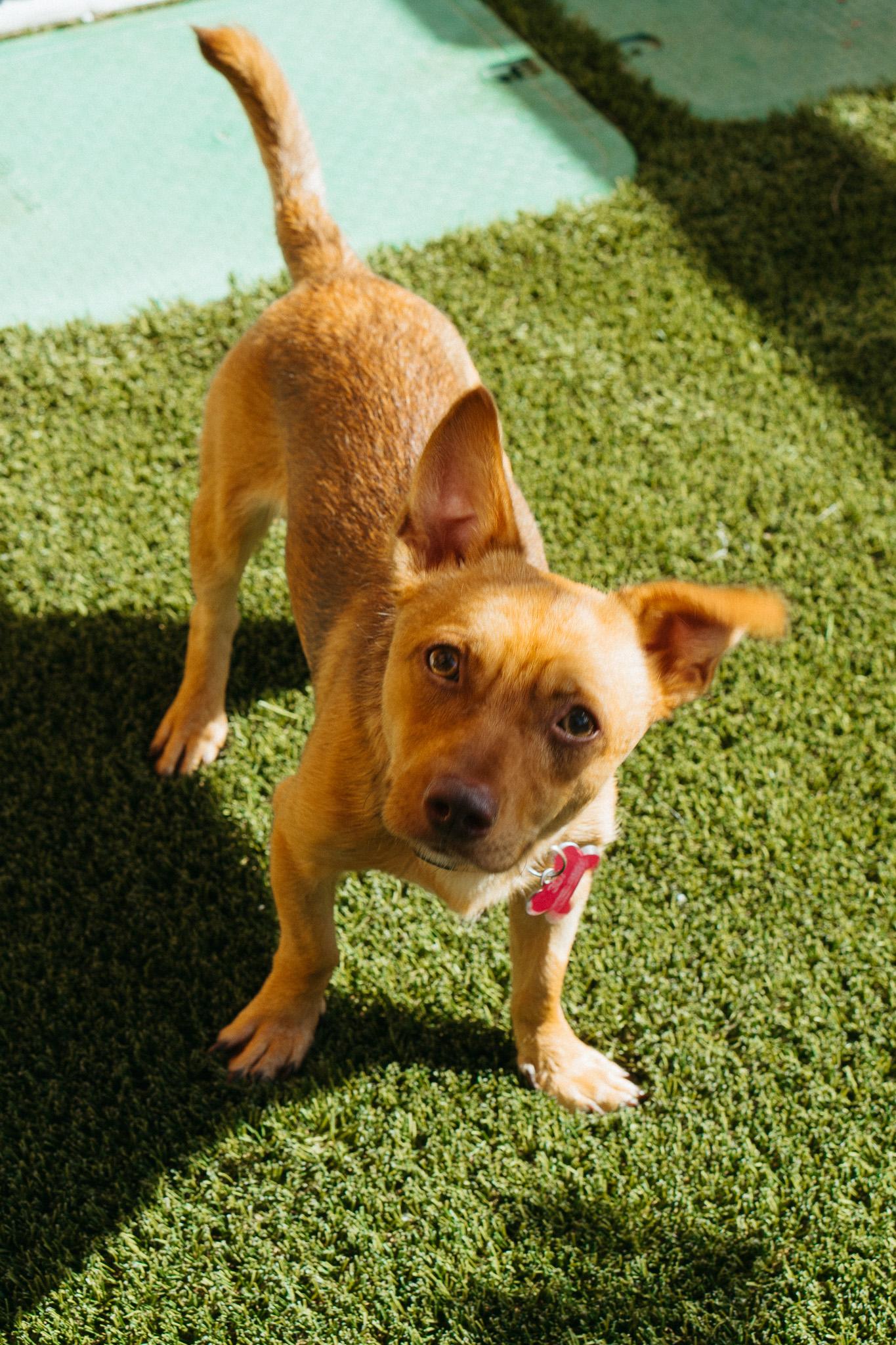 Pistachio, an adoptable Chihuahua in Jackson, WY, 83002 | Photo Image 2