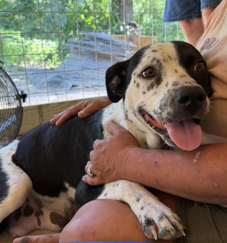 Oreo, Adoptable, Adult Female Border Collie.