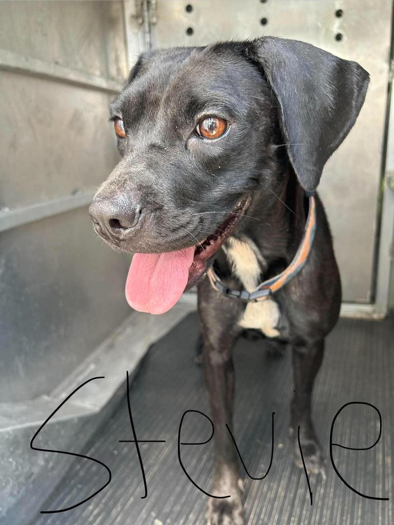 Enlarge Stevie, a Adoptable mixed breed in Livingston, LA image 1/2