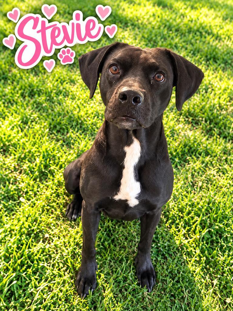 Enlarge Stevie, a Adoptable mixed breed in Livingston, LA image 2/2