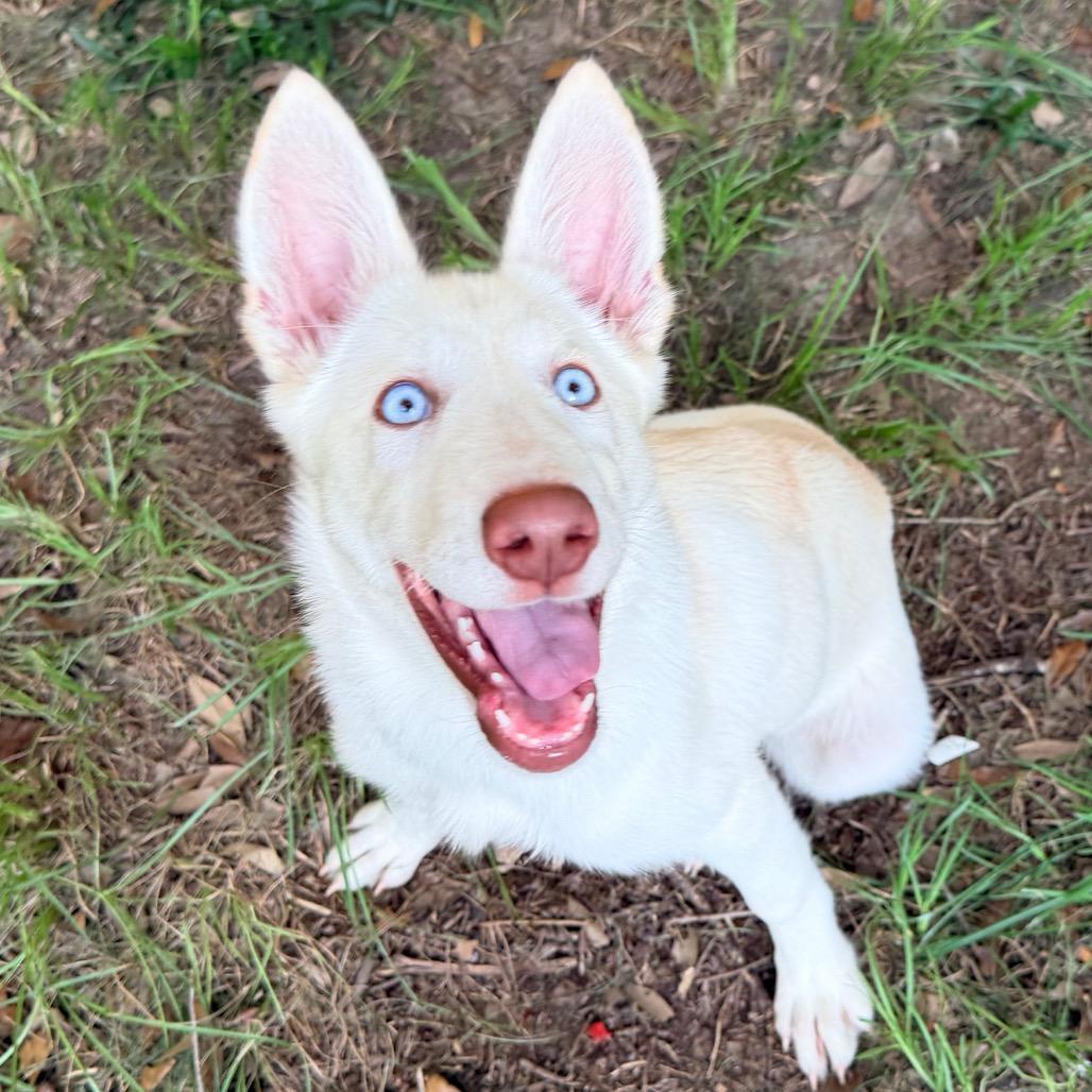 Enlarge Tofu, a Adoptable mixed breed in Daphne, AL image 6/6