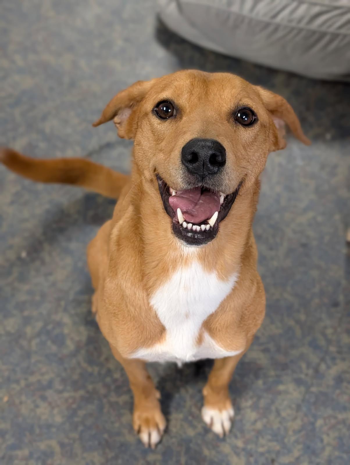 Copper, ADOPTABLE, Adult Female Carolina Dog & Rhodesian Ridgeback.