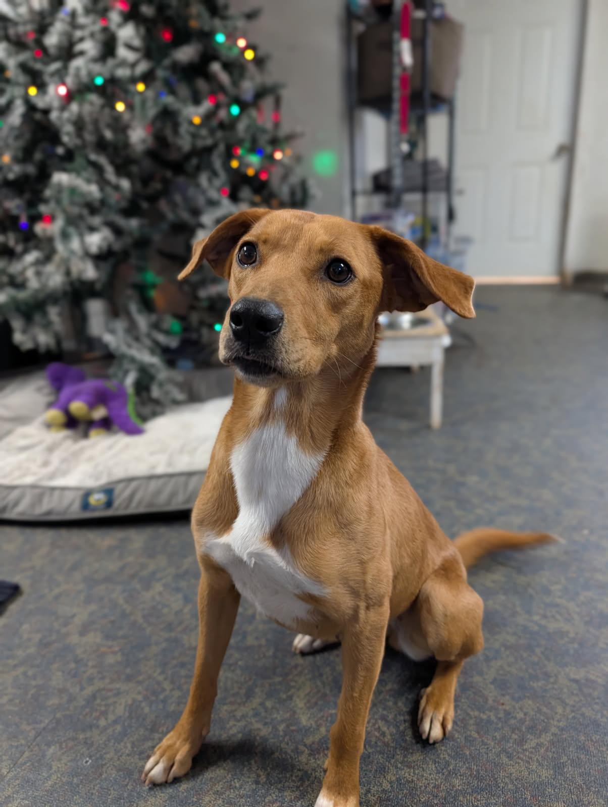 Enlarge Copper, a ADOPTABLE mixed breed in Blytheville, AR image 2/4