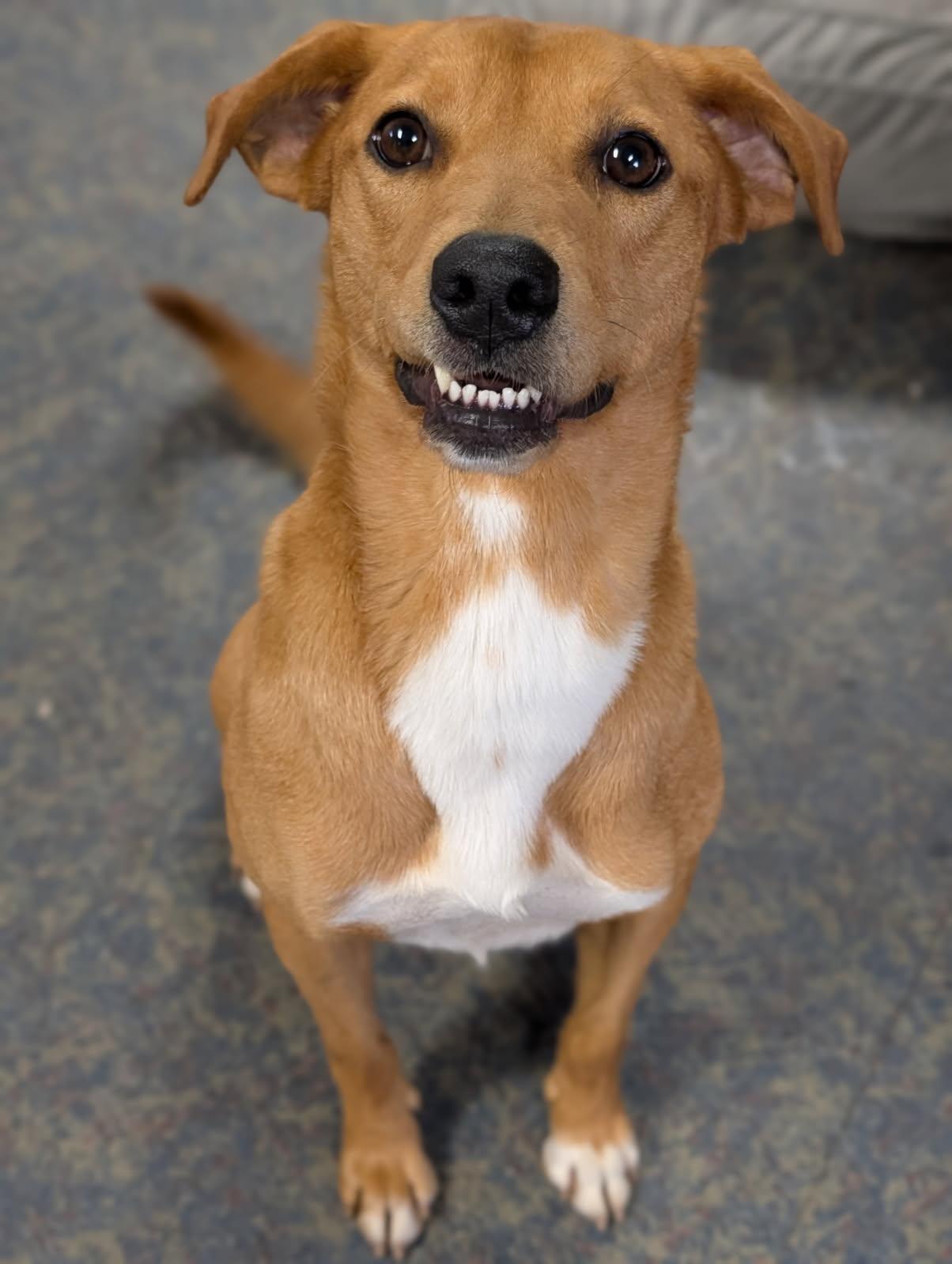 Enlarge Copper, a ADOPTABLE mixed breed in Blytheville, AR image 3/4