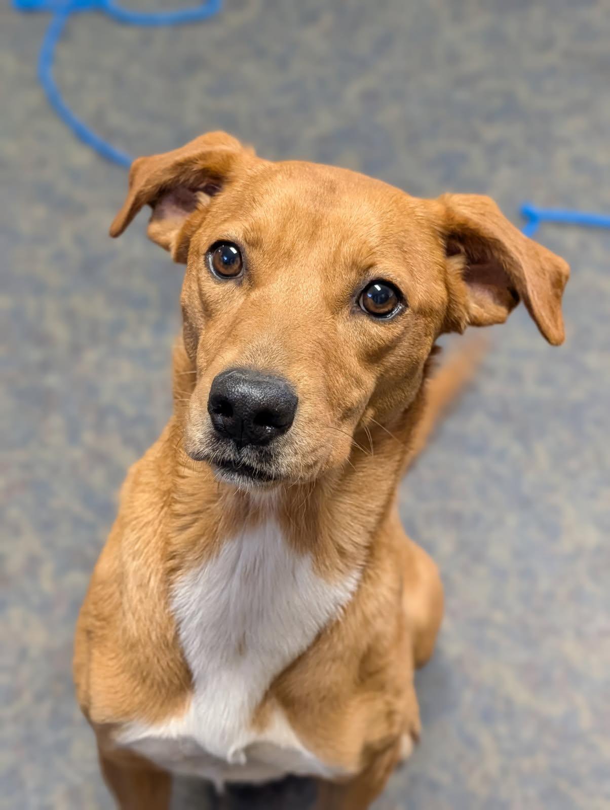 Enlarge Copper, a ADOPTABLE mixed breed in Blytheville, AR image 4/4