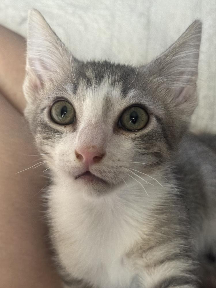 Mantis, Adoptable, Kitten Male Domestic Short Hair.