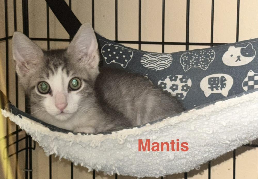 Enlarge Mantis, a Adoptable mixed breed in Plumerville, AR image 2/2